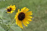 Common sunflower